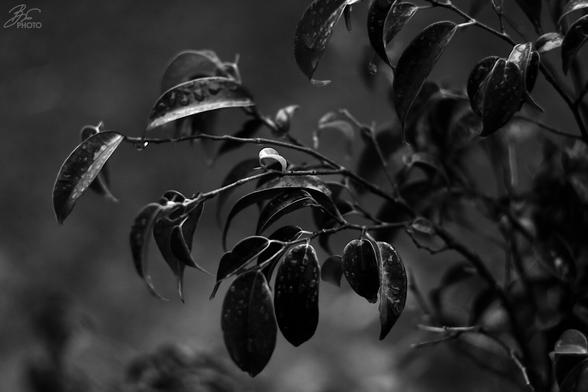 The Sky Weeps Softly