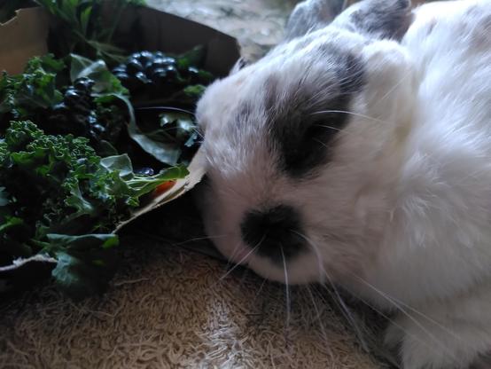 An old white rabbit with dark grey fur round his eye, and the side of his nose, and shining long whiskers has fallen asleep in front of his vegetables