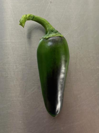 A 4cm tall jalapeño pepper lying on a stainless steel kitchen surface. It's green with some parts turning black, indicating it's about to turn red.
