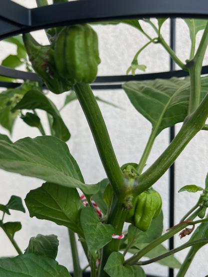 Close-up of two tiny, still green, habañero peppers attached to a plant.