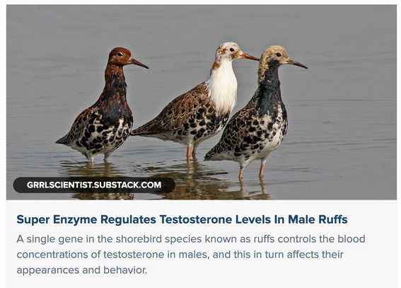 three male ruffs