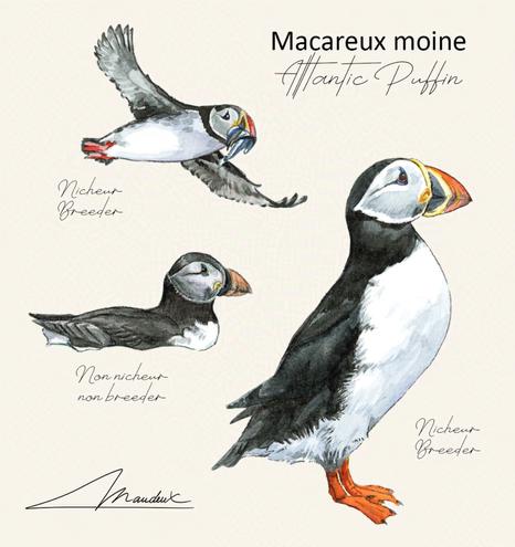 Planche d'identification du Macareux moine, peint à l'aquarelle dans un style traditionnel et réaliste