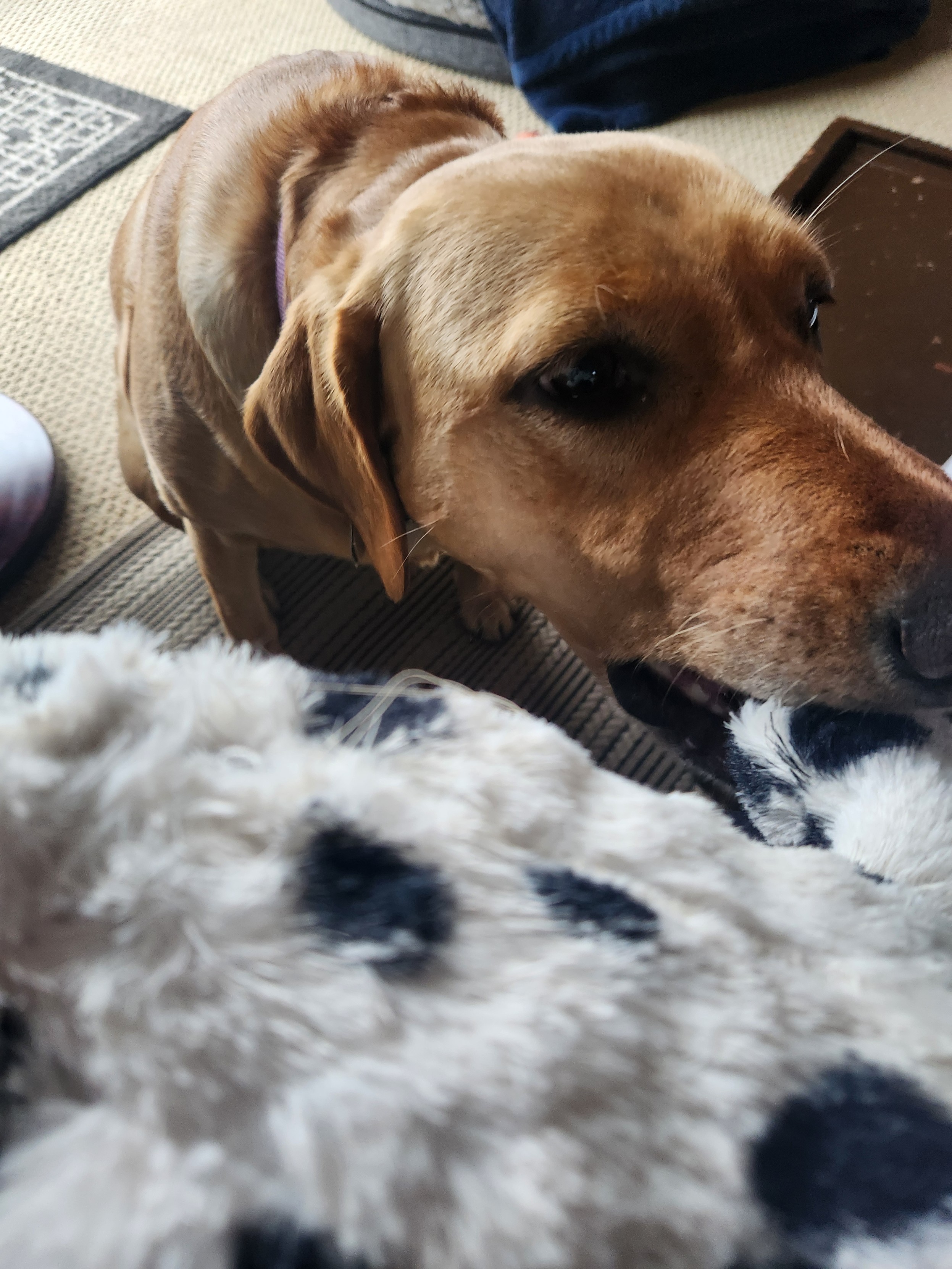 Golden lab bringing me a black and white toy cow to be repaird.