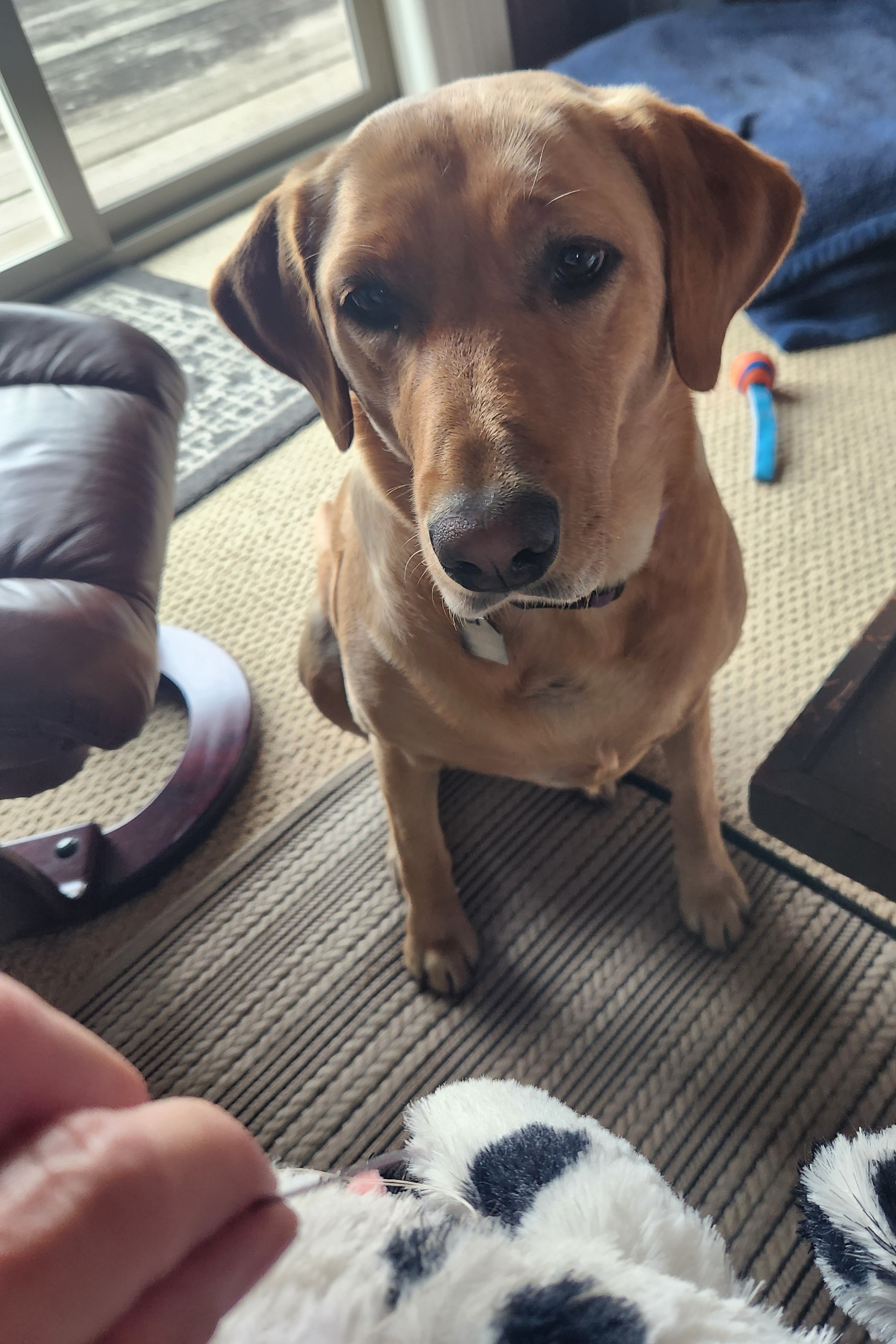 Golden lab patiently watches her black and white cow get stitches. She is sitting on the floor watching the sewing process.