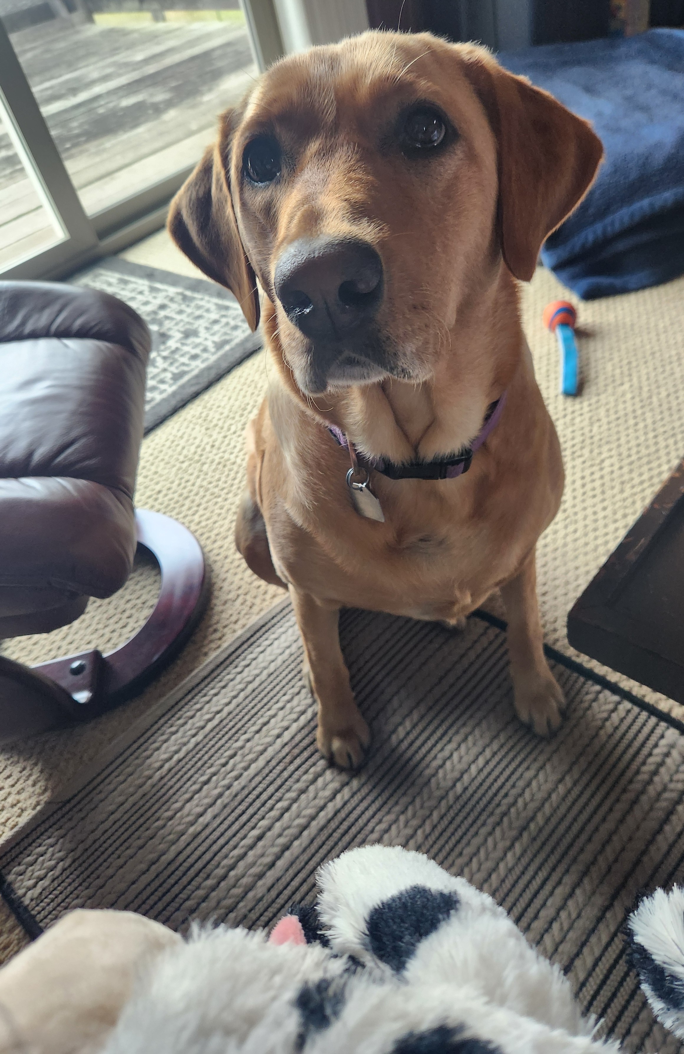 Golden lab beseeching look asking me to fix her toy cow. She is sitting on the floor looking up at me.