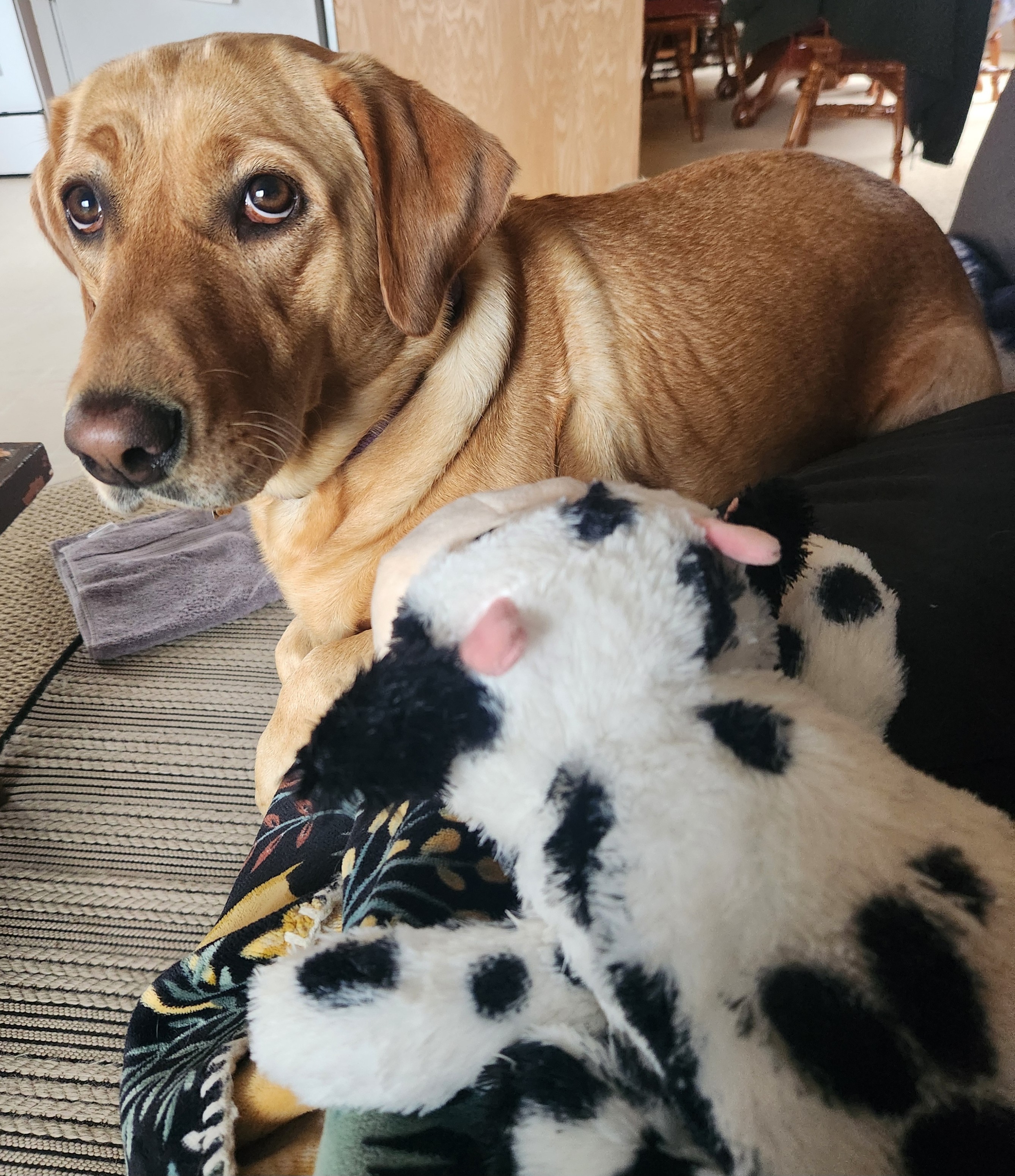 The toy is in recovery lying next to Summer on the sofa. Summer is looking back at the camera.