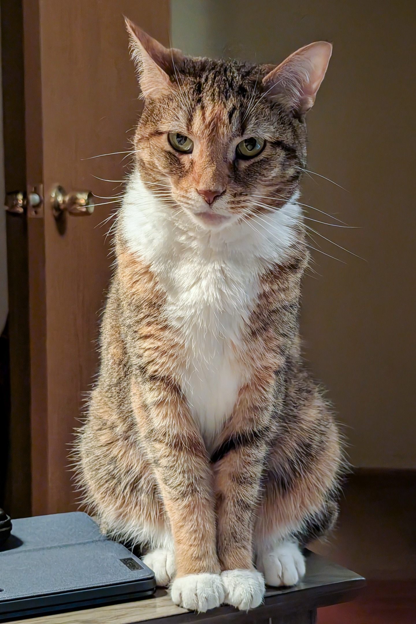 Spice the cat, looking very disappointed indeed.