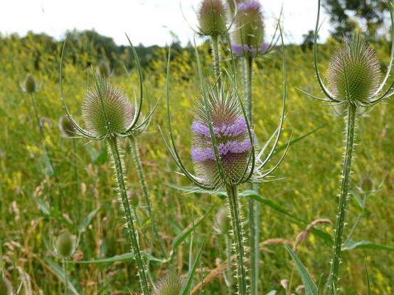 Blüte der wilden Karde,