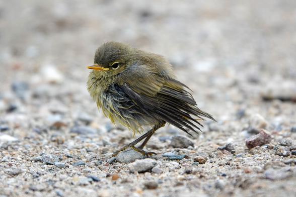 Close up of a juvenile chiffchaff on grey gravel. Yellow breast, dark sides and beige back. Has a bit of a wet look.