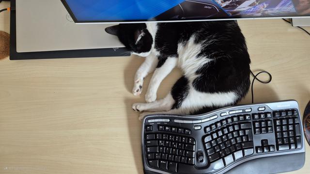 Cat lying on a desk with an ergonomic keyboard and a monitor