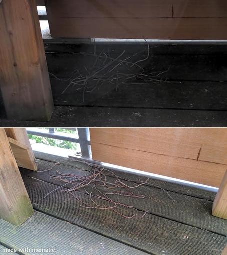 Wenige Zweige auf Balkon