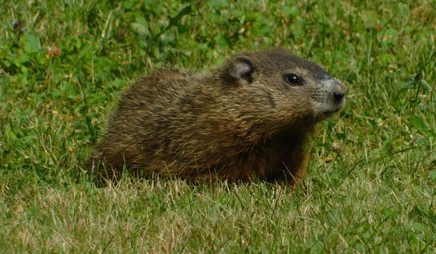A beautiful little groundhog sitting on some grass. The whole picture is grass, except for the groundhog which is groundhog obviously. It has a white patch around its little button nose and its fur is light brown.