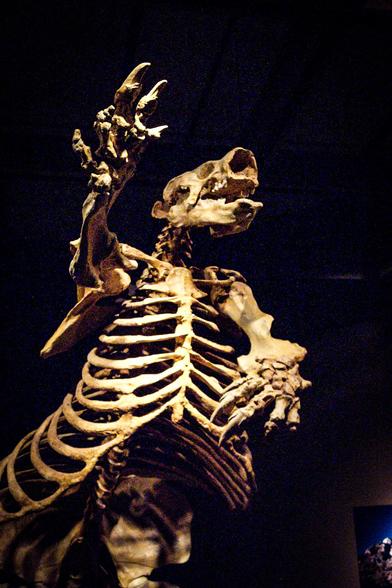 The image features a large, well-preserved skeleton of a prehistoric animal, likely a large mammal, displayed in a museum setting. The skeleton is positioned upright, with its head tilted back and one arm raised, showcasing the detailed structure of the bones. The ribcage is prominent, with the ribs clearly visible, and the skull is positioned above the body, revealing the eye sockets and teeth. The bones are a light beige color, contrasting with the dark background, which enhances the visibility of the skeleton. The lighting is focused on the skeleton, highlighting its features and creating a dramatic effect. The background is dark, with no other objects or distractions, allowing the viewer to focus entirely on the skeleton.

Provided by @altbot, generated privately and locally using Ovis2-8B