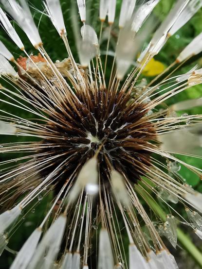 Close up of a dandelion seedhead. It makes a starburst type shape.