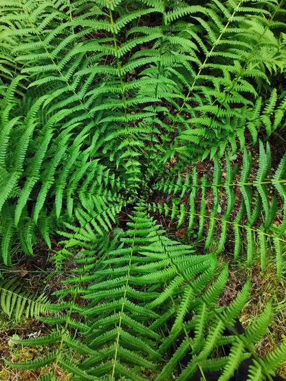 Picture of a very green fern in a forest. Looking directly down on the plant, the stems and fronds make a psychedelic tunnel pattern.