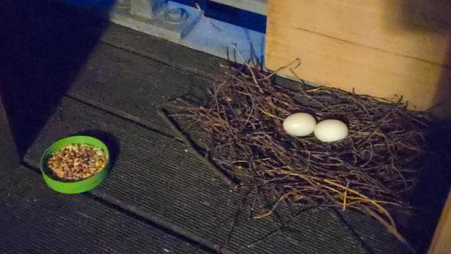 Zwei Eier in Nest. Ein Schälchen Futter daneben.