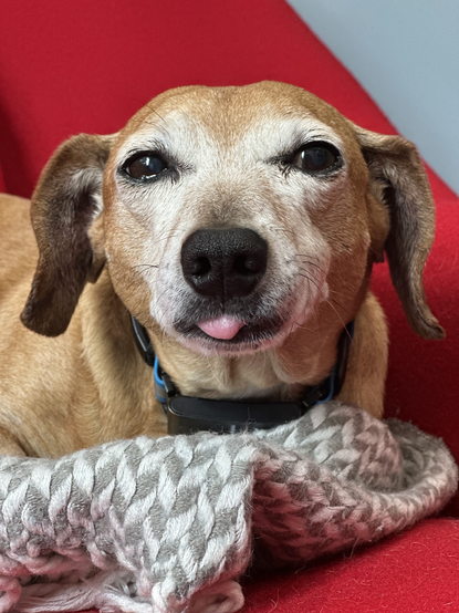 Tired dachshund has his eyes half-closed, ears back, tongue peeping out to the left in a half-blep