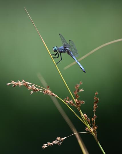 A Blue Dasher dragonfly is perched on a yellow brown near vertical stalk of a rush plant. Old, dried blooms of the rush are on stems below the insect.