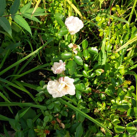 4 white mini-roses