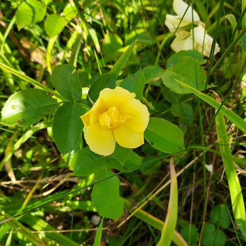 small yellow rose just starting to open