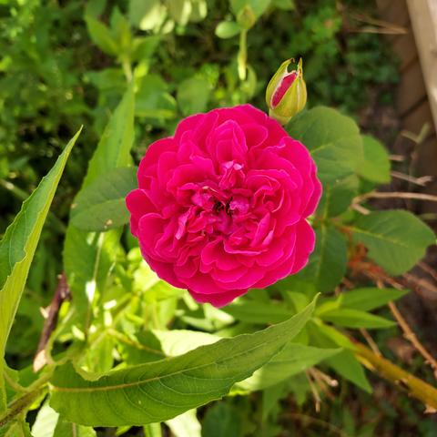 bold pink roses with double center