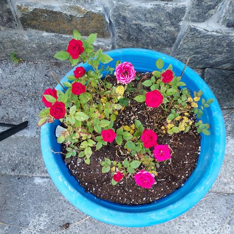 a teal pot full of red mini-roses