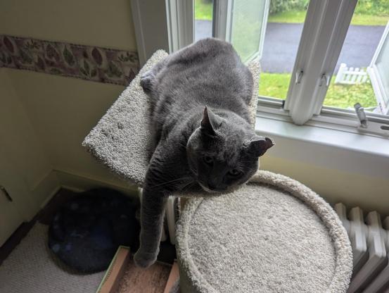 A gray cat laying on the trough shaped platform of a carpeted cat perch, in front of an open window on a rainy, overcast evening.