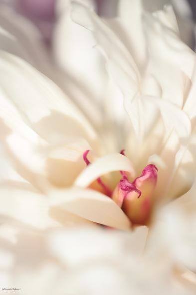 Peony, a mainly white flower with coulored shaded leafs and in the centre what I think are the pink/yello stems but with a little phantasy they look like birds cuddling. It's macro photography.