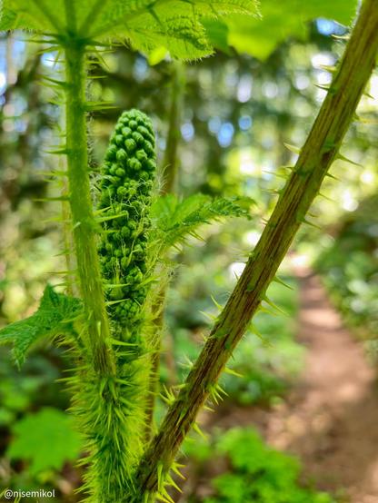 Close-up of a spiky green plant with a textured stem and clustered buds. Bright green leaves are visible, surrounded by a blurred forest background with dappled sunlight. A narrow dirt path can be seen to the right, adding depth to the scene.