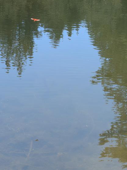 A photo of a red dragonfly cruising above water which reflects sky and conifers