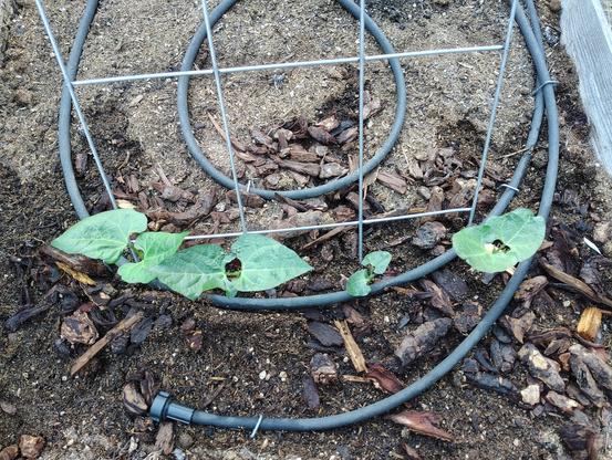 Scarlett Wonder beans sprouting against a metal A-frame trellis.