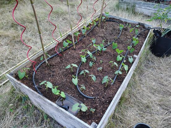 Helga pole beans, plus Robert's Royalty and Marona bush beans sprouting in a raised bed.
