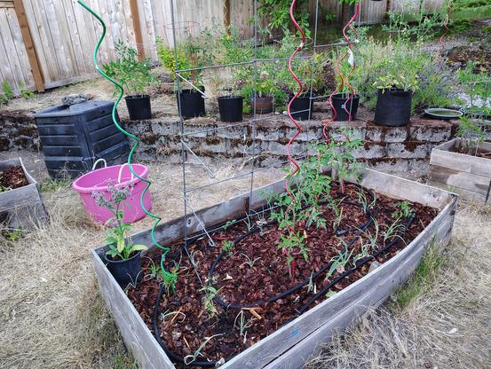 A hodge podge of plants in a raised bed - cucumbers next to a red trellis, some tomatoes of unknown variety, a borage flowering in a pot. Behind is a block retaining wall with cherry tomato plants. Plus a black compost bin.