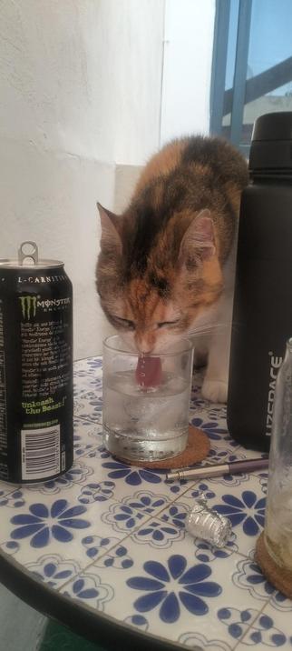 Pippa my 19yr old Calico cat, drinking my post run ice water from whisky glass that is on cork mat, on a blue and white ceramic tile top table. To the left is a can of monster and the left a tall black flask of ice water.
