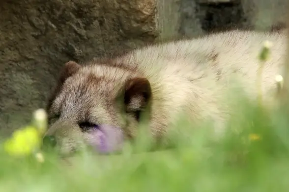 A somewhat sleepy looking arctic fox lying on the ground behind a meadow which had quite a few yellow and purple flowers. The foreground is all out of focus.