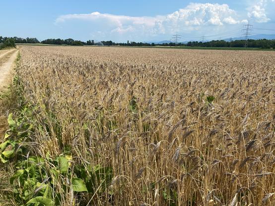 Das Bild zeigt ein weites Feld mit reifem Getreide (Emmer), das in einem goldenen Farbton glänzt. Die Getreideähren sind schwer und voll, was auf die Reife des Getreides hinweist. Im Vordergrund sind einige grüne Pflanzen sichtbar, die sich vom Getreide abheben. Ein schmaler, unbefestigter Weg verläuft parallel zum Feld und führt durch das Bild. Im Hintergrund sind Strommasten und eine Reihe von Bäumen zu sehen, die den Horizont markieren. Der Himmel ist blau mit einigen weißen Wolken, was auf einen sonnigen Tag hinweist. Die Landschaft wirkt ruhig und idyllisch, typisch für eine ländliche Gegend.