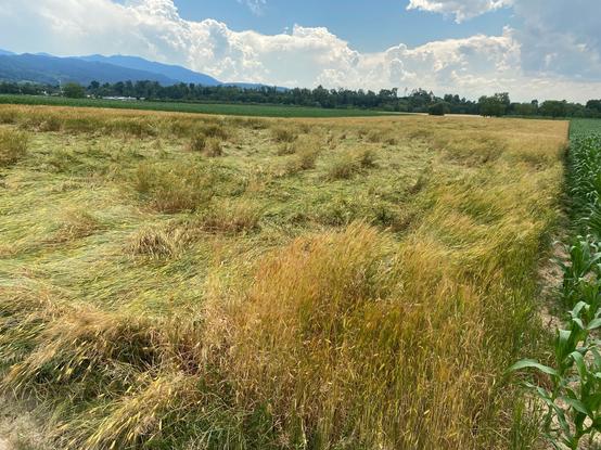Das Bild zeigt eine weite, offene Feldlandschaft, die von einer goldenen Getreidefelder, das zu einem Teil am Boden liegt. Rechts im Bild befindet sich ein weiteres Feld mit grünen Maisstauden. Im Hintergrund erstrecken sich bewaldete Hügel und Berge unter einem blauen Himmel mit weißen, flauschigen Wolken. Die Landschaft wirkt ruhig und idyllisch, mit einer klaren Trennung zwischen den Feldern und der natürlichen Umgebung.