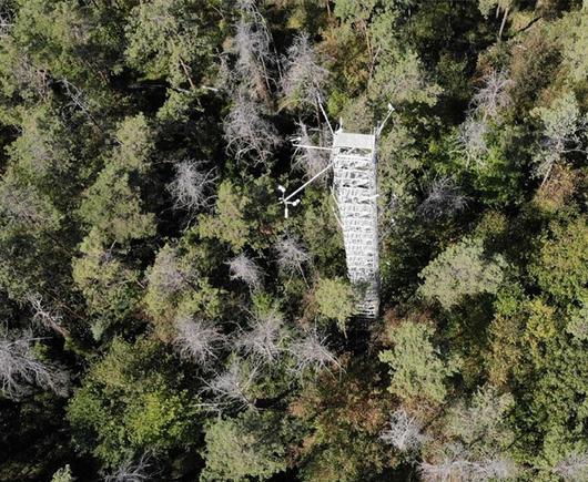 Luftaufnahme des Versuchswaldes bei Hartheim mit 30 Meter hohen Messturm im Jahr 2023. Im Kronendach sind abgestorbene Waldkiefern und Lücken erkennbar. 

© Fabio Scarpa