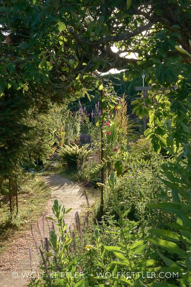 The photograph shows our densely planted garden in the evening light. Tall trees, shrubs and perennials. A paved path snakes from bottom left into the distance.