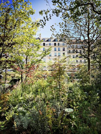 Plantation d’une mini-forêt sur le parvis de l’Hôtel de Ville de Paris