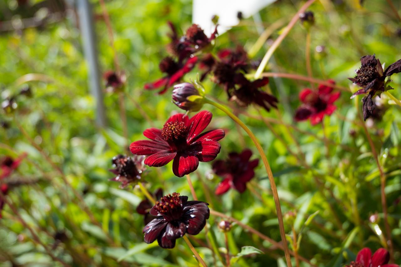 光沢感のある茶色の花びらが印象的なチョコレートコスモス。/ 2025.06.29 京都府立植物園・ワイルドガーデンから