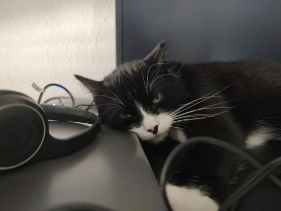 Der Kater Phips liegt auf dem Schreibtisch, sein Kopf auf der Kante eines Laptops aufgelegt. Er hat dir Augen leicht geöffnet und blickt in die Kamera. Neben seinem Kopf liegt ein headset