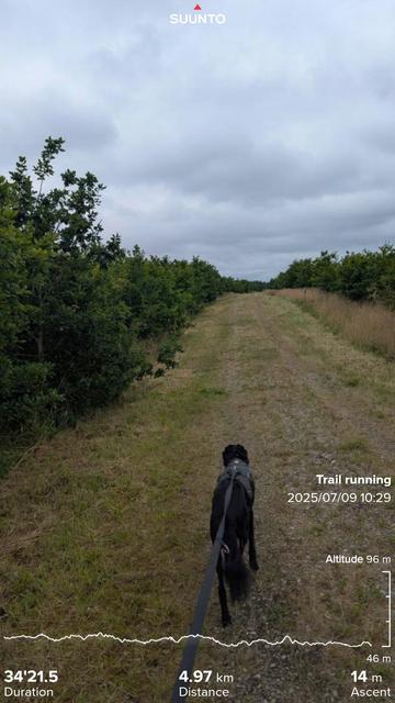 Paddy running in front on a well kept forest track with young and very green trees on both sides, a grey cloudy sky above. With my running stats imprinted on top
