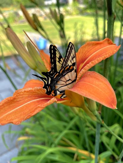 A Tiger Swallowtail butterfly sits in a vibrant orange Daylily flower, surrounded by green foliage and blurred background elements.