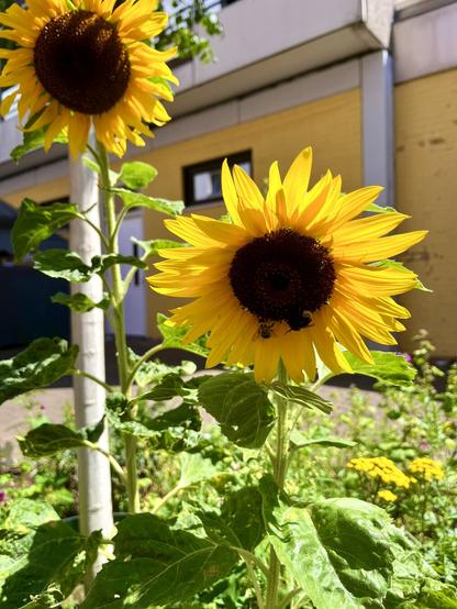 Two sunflowers and with two bees on one of them