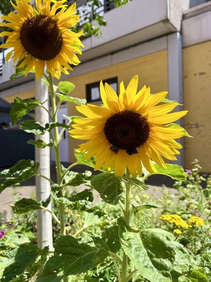 Two sunflowers and with two bees on one of them