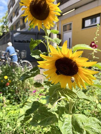 Two sunflowers and with one bees on one of them, one flying away