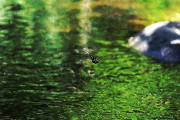 Libellule en vol au dessus de l'eau