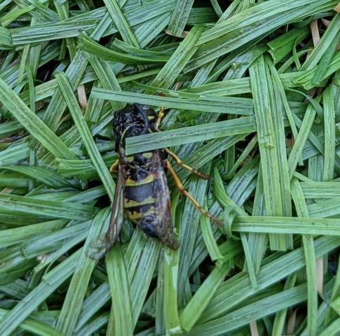 A very dead and drowned wasp.