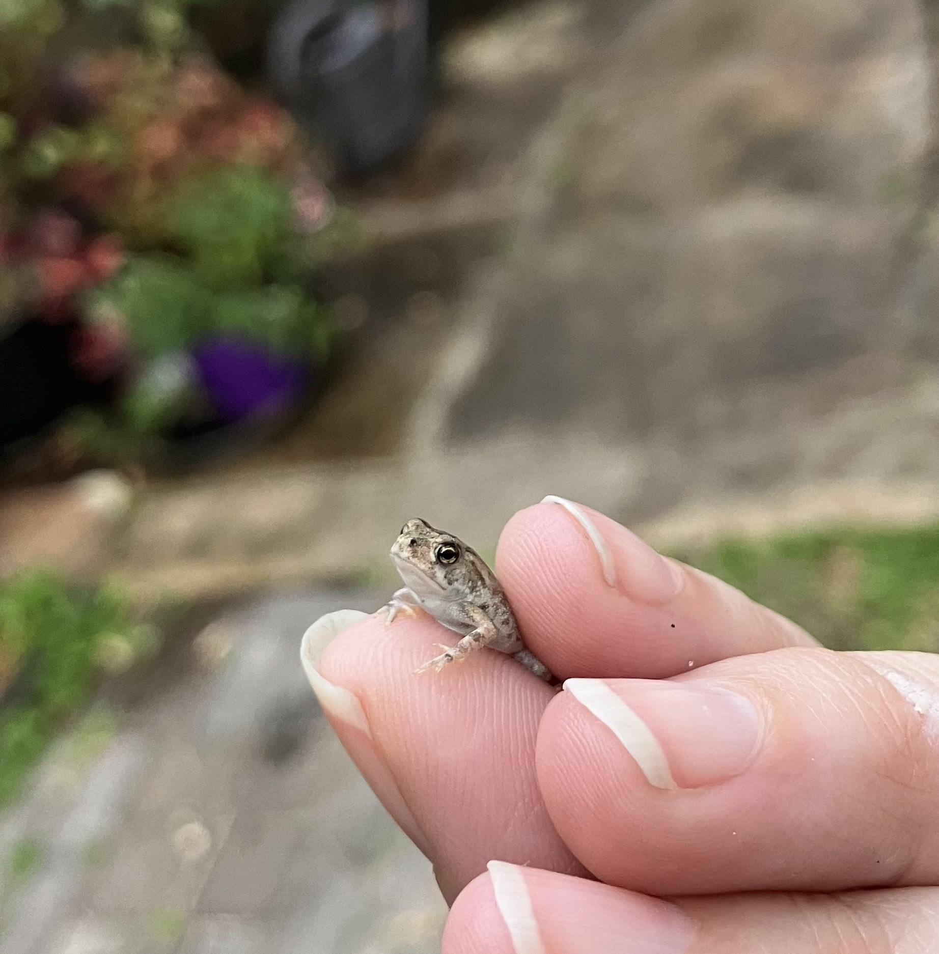 My fingers gently holding a very tiny toad. It is about half the size of my pinky nail. This is one of the little guys I saved and raised as a tadpole!! Look how toad he is already!